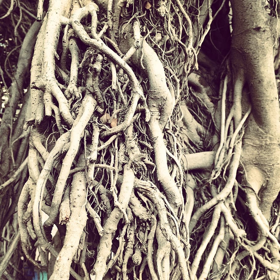 roots, tree, spain, hassle, brain, forest, no people, complexity HD wallpaper