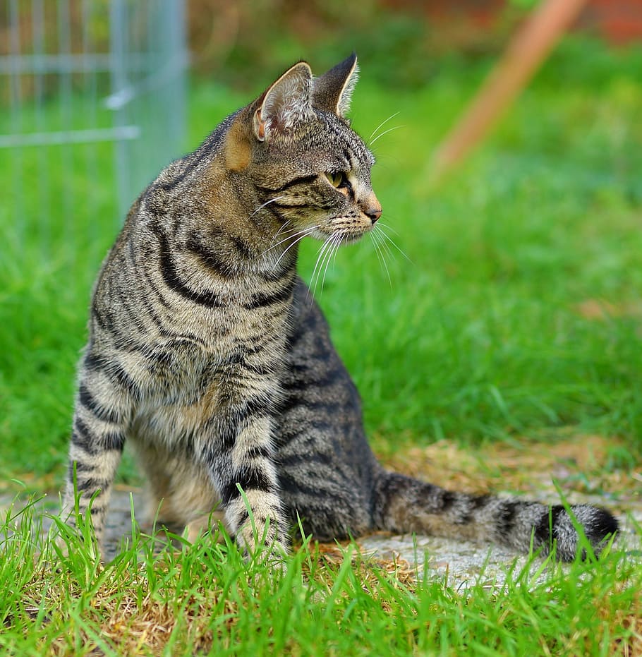 brown tabby cat near green grasses, female, garden, three coloured, HD wallpaper