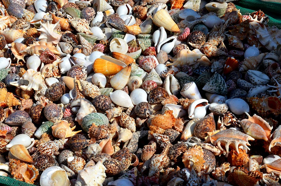 mussels, many, quantitative, color, mussel shells, structure HD wallpaper