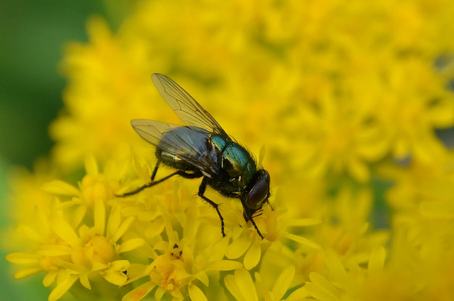 nature, plant, bug, fly, yellow, food, pollen, flower, flowering plant HD wallpaper