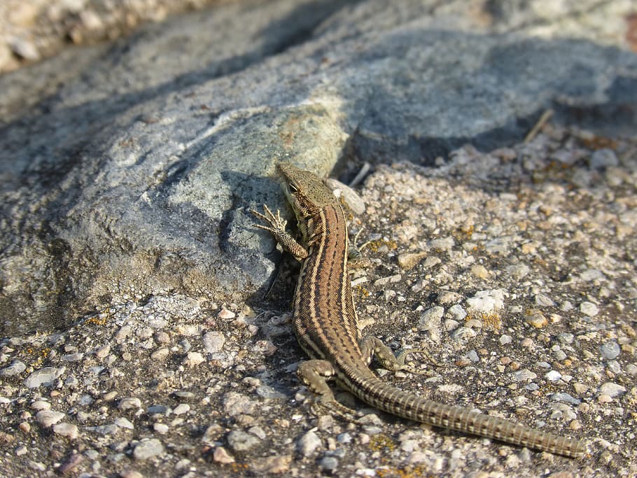 lizard iberian, sargantana, reptile, podarcis hispanica, animal, HD wallpaper