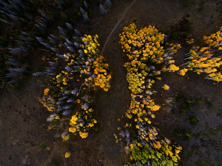 top view of yellow flowers, aerial, trees, forest, woods, autumn HD wallpaper