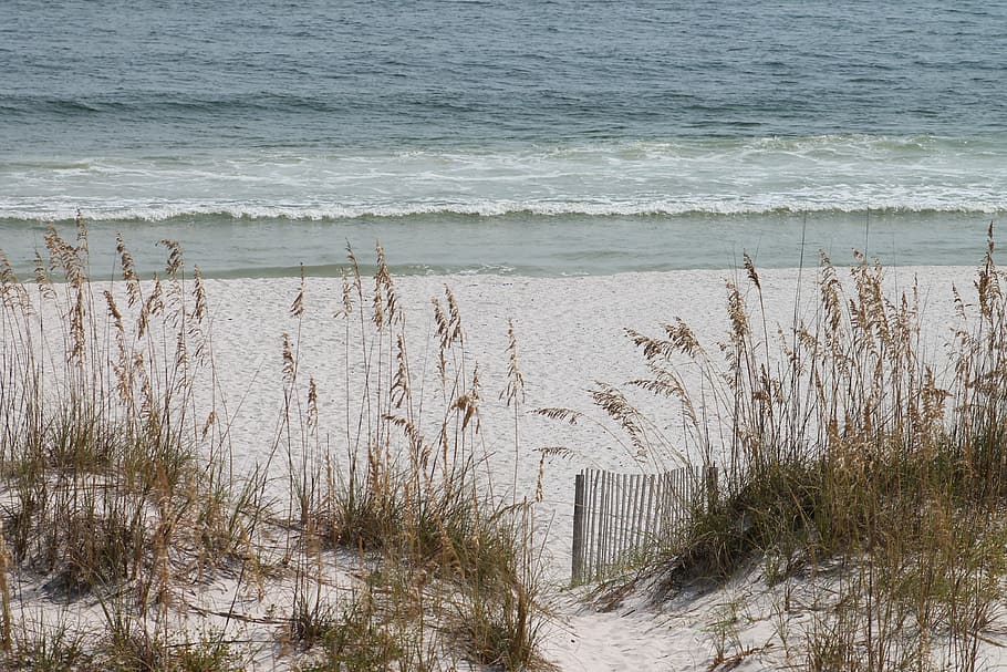 photo of brown grass near seashore, beach, sand, water, ocean HD wallpaper