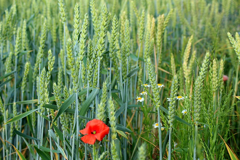 red poppy flower and green wheat plants, corn, wildflowers HD wallpaper