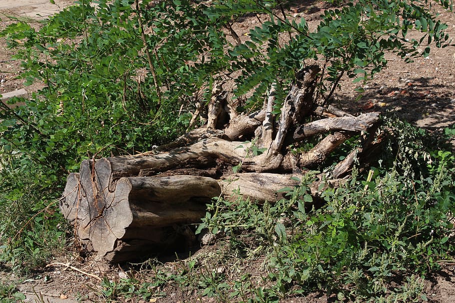 tree, root, log, tree with roots, natural, trunk, forest, park HD wallpaper