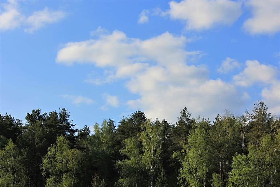 sky, forest, nature, blue sky, clouds, tree, plant, growth HD wallpaper