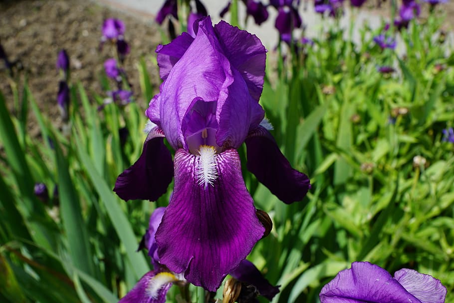 iris, flower, blossom, bloom, blue, nature, dark purple, flowering plant HD wallpaper