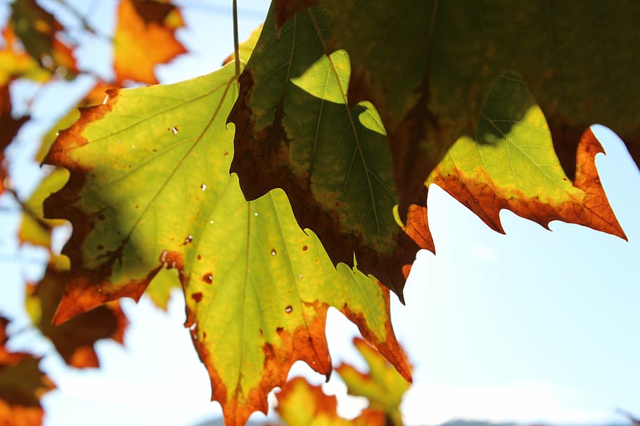 autumn, leaves, sun, leaf, nature, fall, autumn leaves, red HD wallpaper