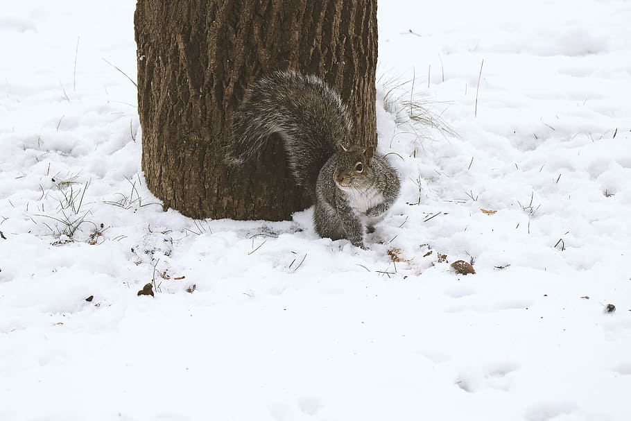 squirrel looking at it's right beside tree during winter, squirrel beside tree during winter HD wallpaper