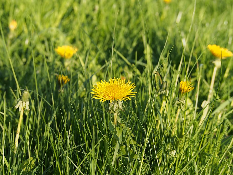 sun, flower, plant, spring, nature, flowers, garden, light HD wallpaper