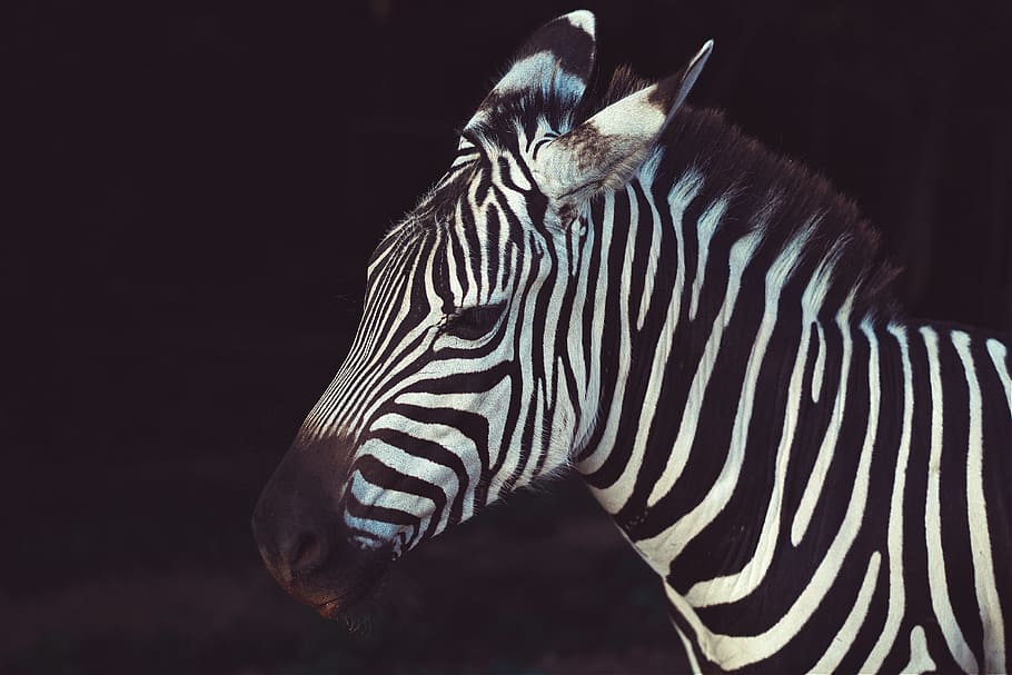 zebra in shallow focus lens, zebra, animal, stripe, wildlife HD wallpaper