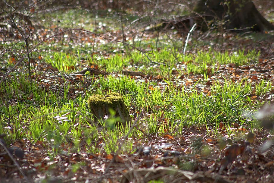 forest, tree stump, bemoost, nature, green, forest floor, grass HD wallpaper