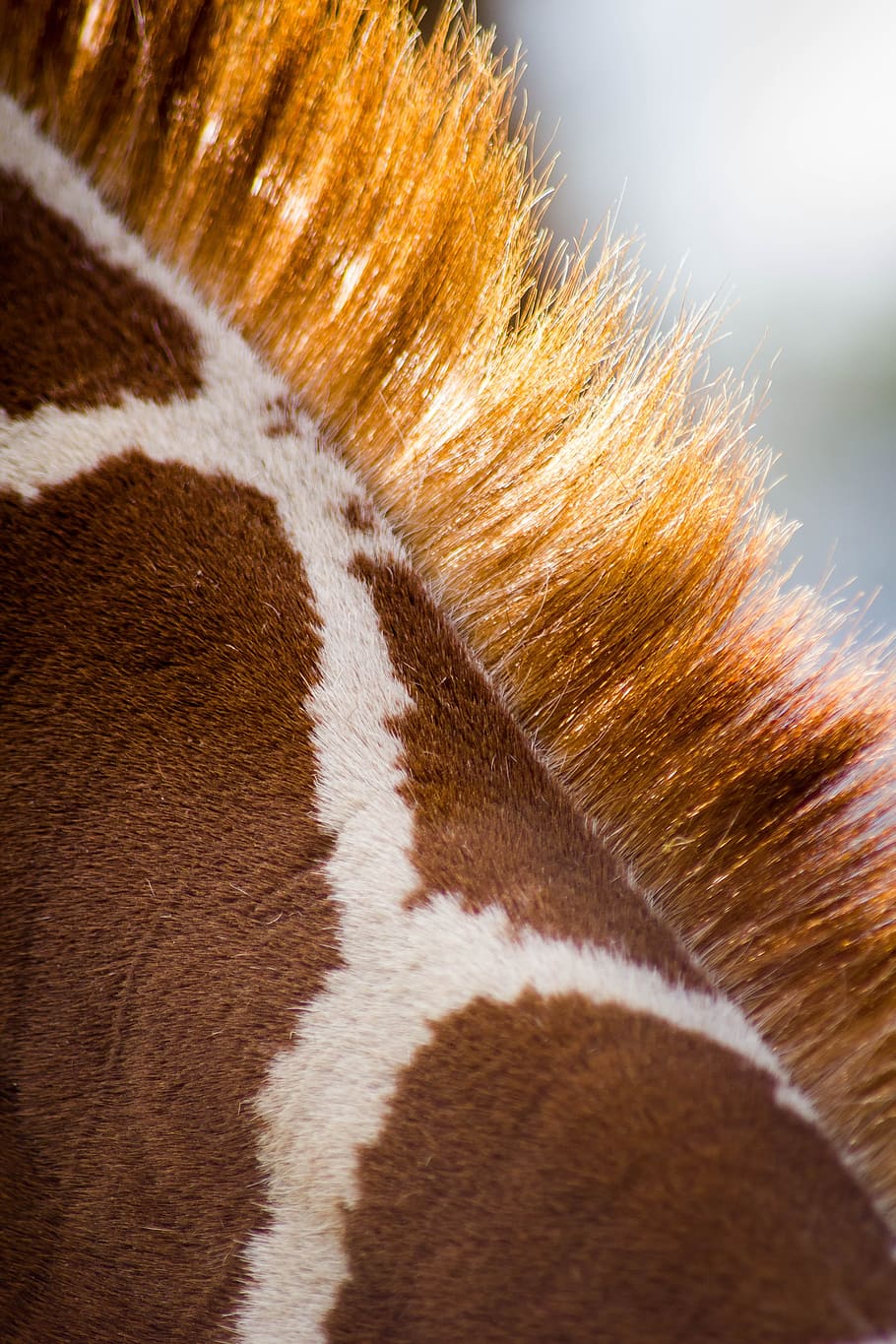 giraffe, pattern, animal, wildlife, zoo, close up, nature, zoo animals HD wallpaper