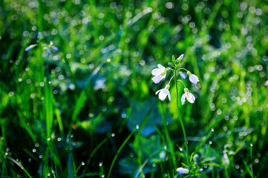 white petaled flower during daytime, rosa, grass, wet grass HD wallpaper