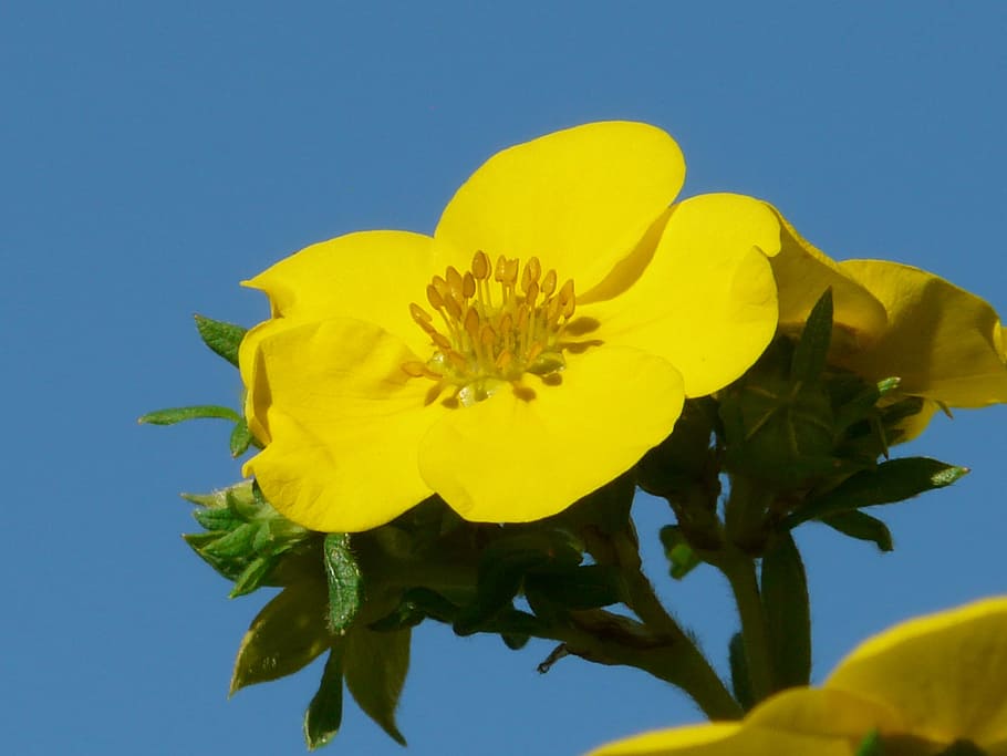 Flower, Yellow, Close, Macro, finger shrub, bush, dasiphora fruticosa