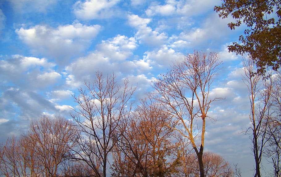 Autumn, Fall, Trees, Blue, Sky, Clouds, nature, growth, plant HD wallpaper