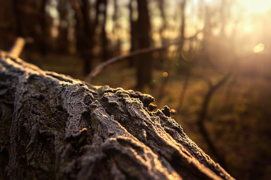 close-up photo of tree branch, log, forest, hoarfrost, lighting HD wallpaper