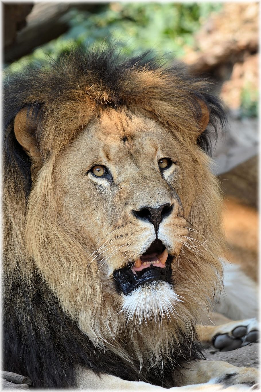 mane lion, king, predator, big cat, feline, animal, wildlife HD wallpaper