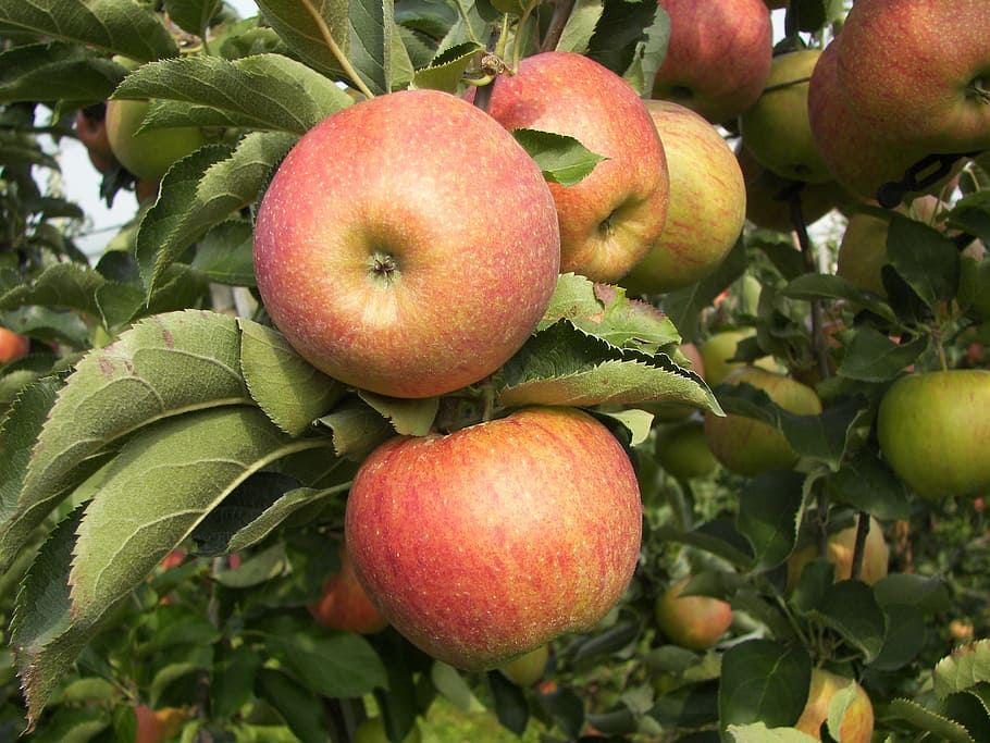 apple, apple tree, fruit, food and drink, healthy eating, freshness HD wallpaper