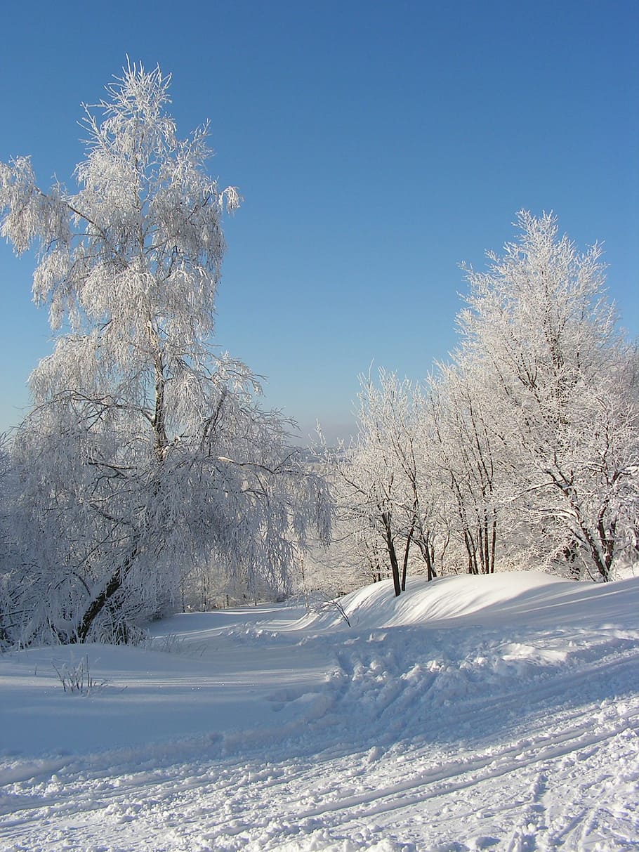 winter, landscape, trees, forest, snow, mountains, nature, cold temperature HD wallpaper