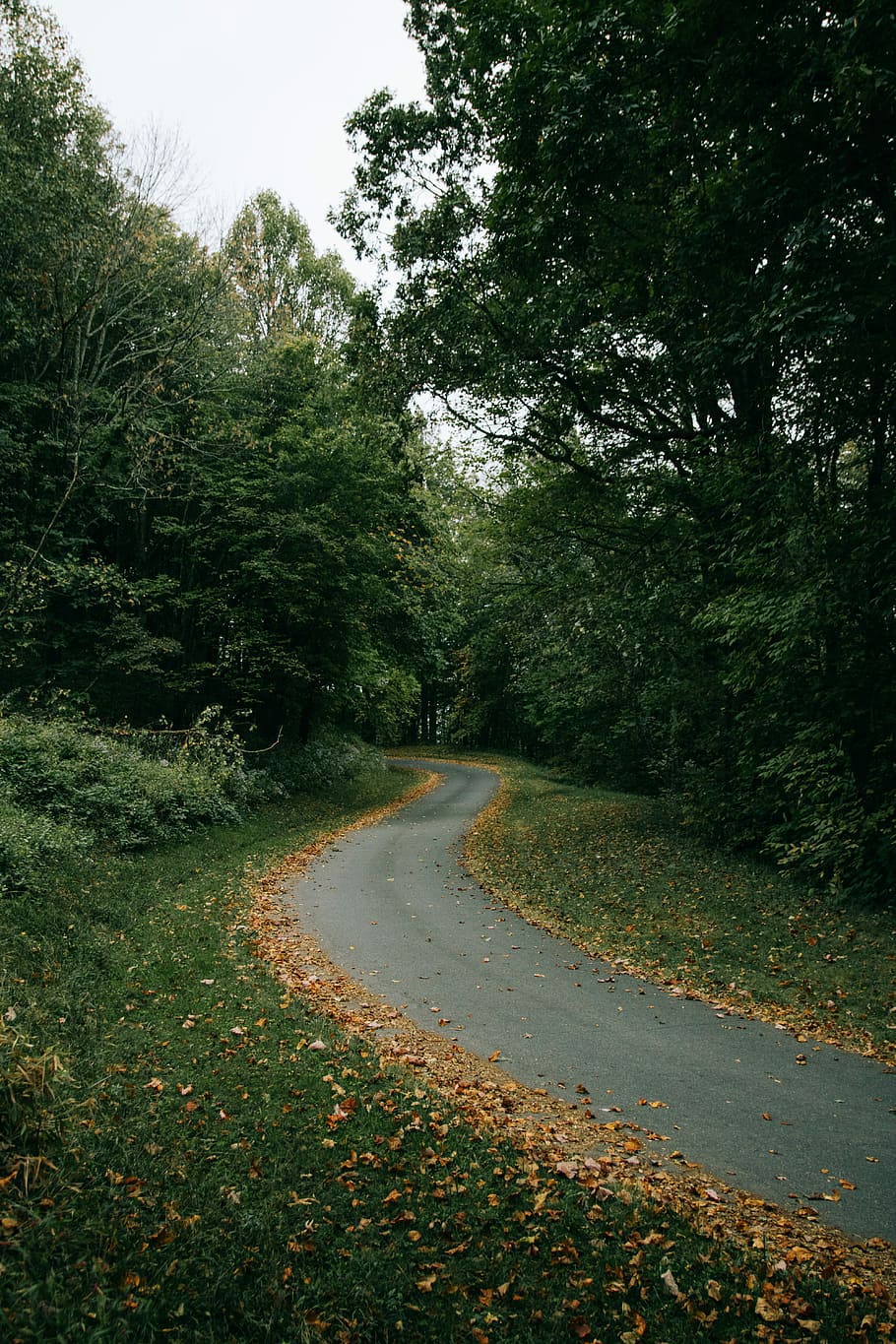 lined trees in pathway at daytime, green forest under cloudy sky during daytime HD wallpaper