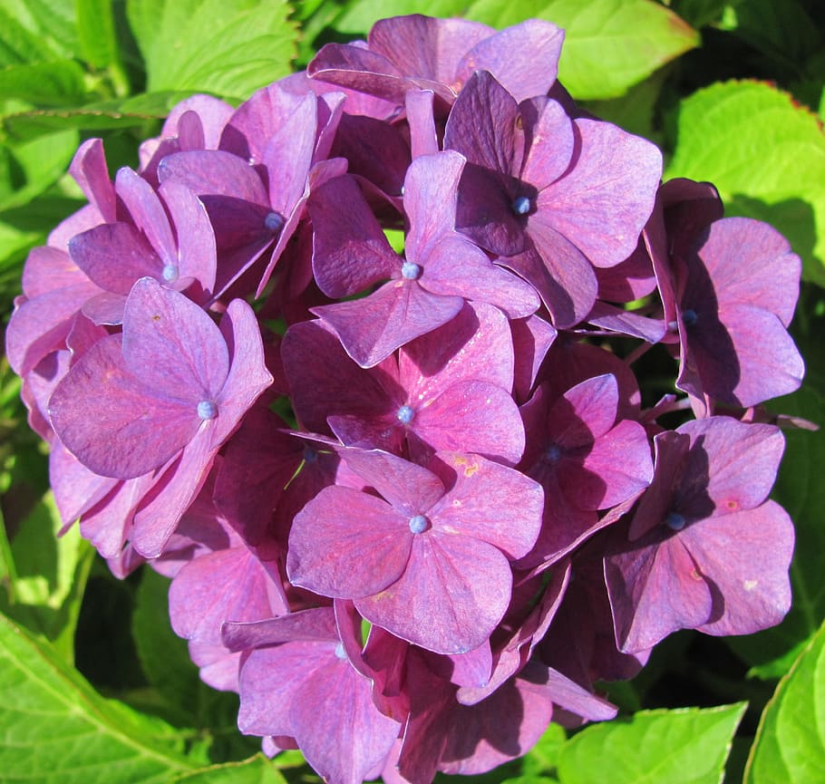 hydrangea, flower, flowers, purple, summer, plant, garden, nature HD wallpaper