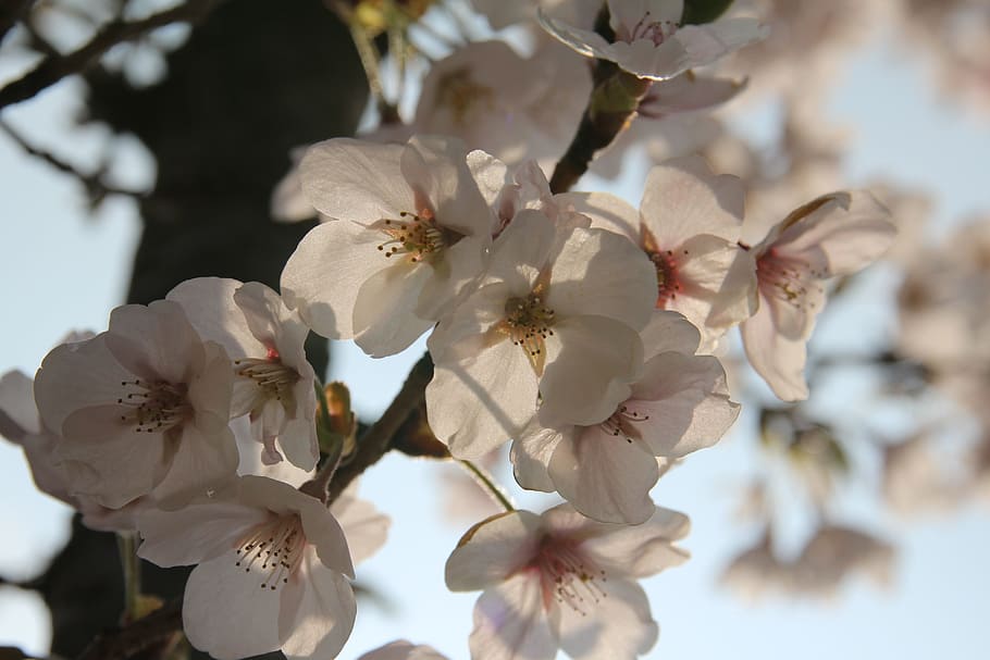 Plum, Flowers, Spring, Nature, Pink, flower tree, bright, plum flower HD wallpaper
