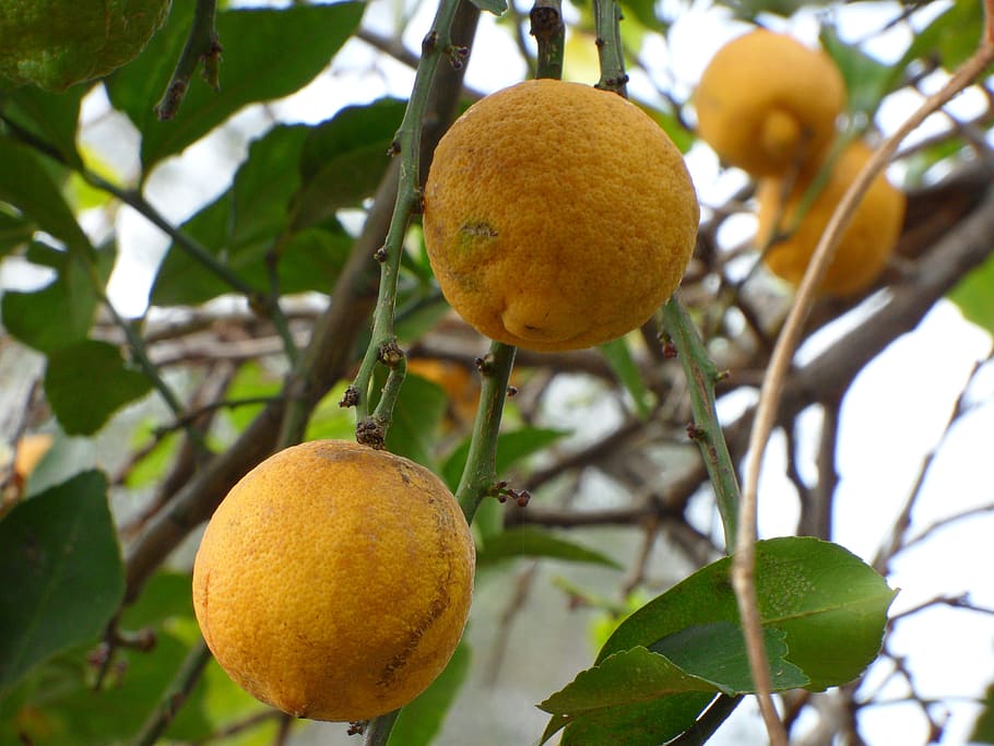 citrus, fruit, tree, organic, healthy eating, food, food and drink HD wallpaper