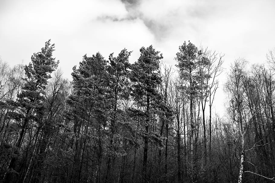 Forest, Darkness, Scared, Horror, the darkness, dark forest HD wallpaper