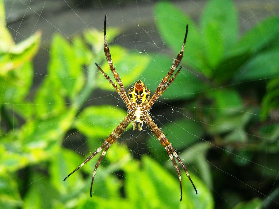 spider, brown, yellow, leaf, green, spider web, arachnid, animal themes HD wallpaper