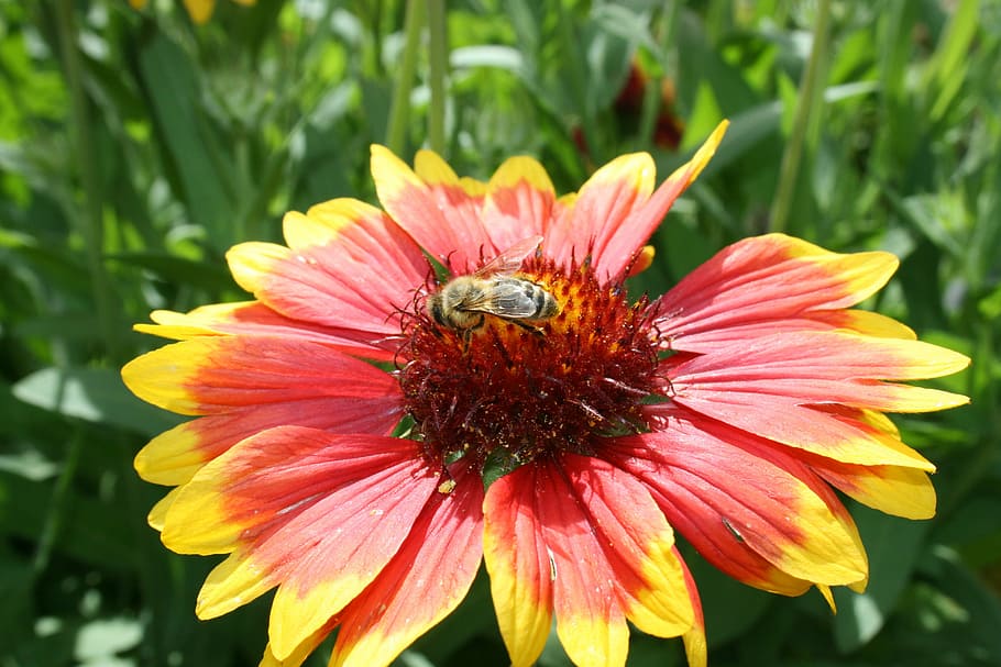 Osa, Bee, Flower, Insects, Summer, garden, pollen, grass, macro HD wallpaper