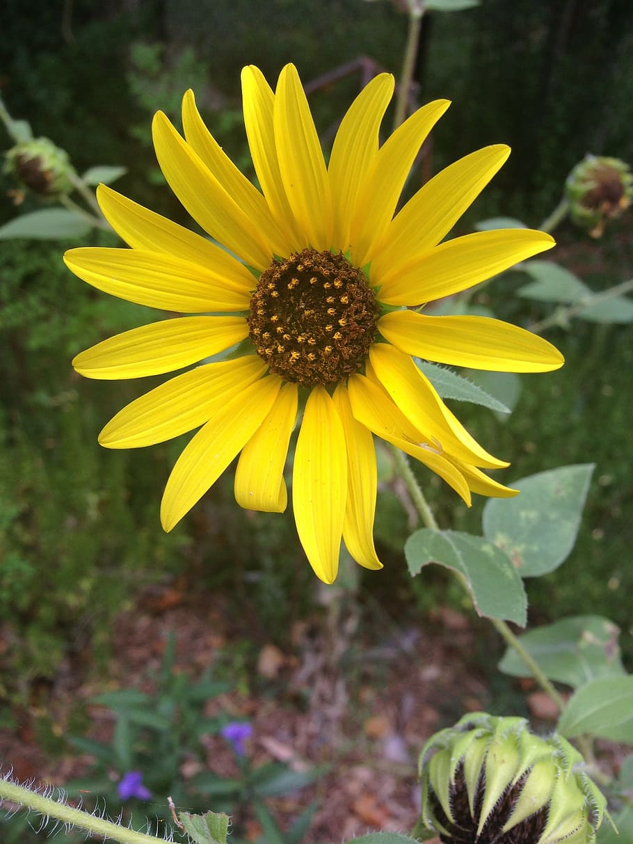spring, sunflower, yellow, flowering plant, fragility, vulnerability HD wallpaper