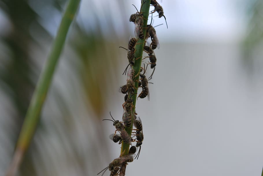Bees, Wasps, Insects, Hornet, wing, wildlife, bug, small, antennae HD wallpaper