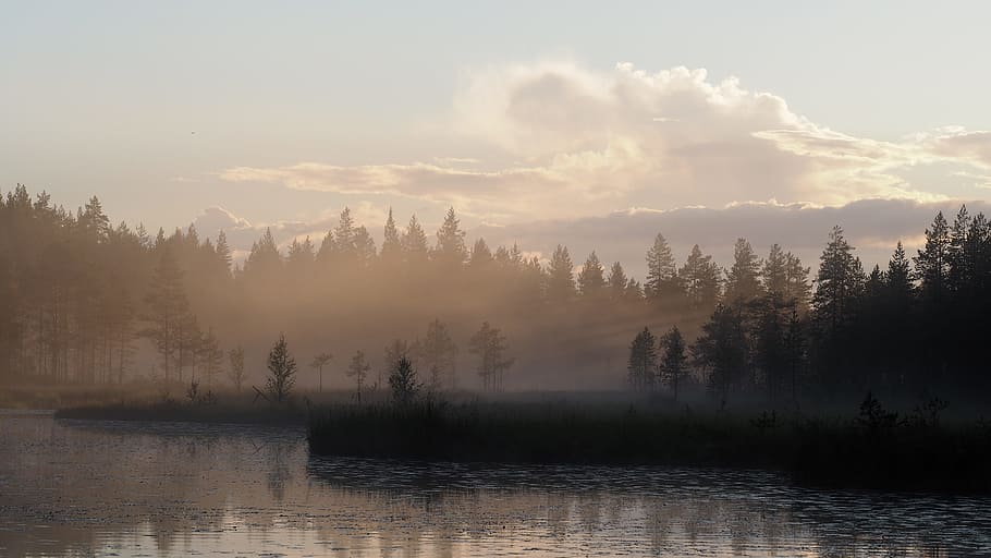 HD wallpaper: green pine tree cover of fog, landscape, mist, morning, lake  | Wallpaper Flare