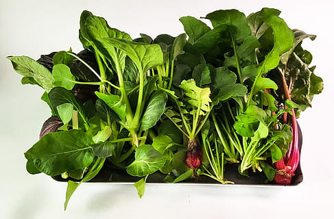 green leaves, hydroponic, vegetable, plant, hydroponic plants HD wallpaper