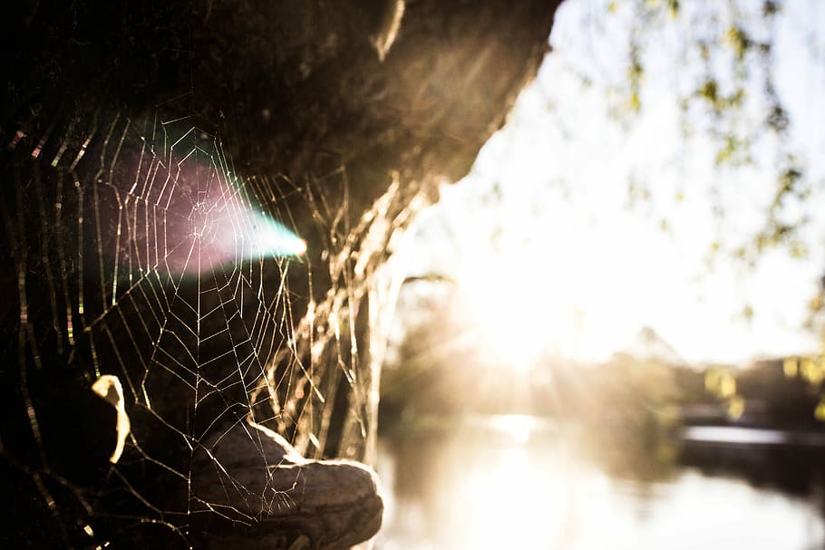 focus photography of spider web, spider web with sun ray, cobweb HD wallpaper