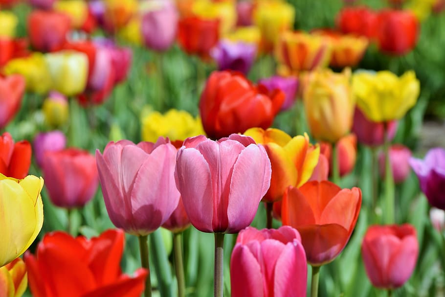 tulips field, tulip field, tulpenbluete, blossomed, field of flowers, HD wallpaper