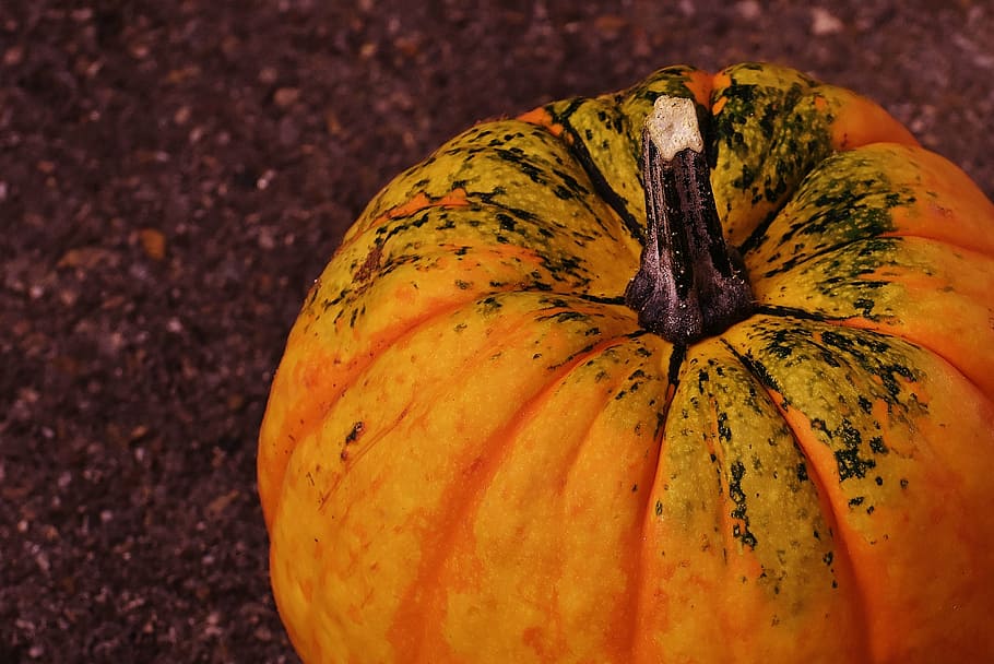 pumpkins, decorative squashes, nature, autumn, decoration, colorful HD wallpaper