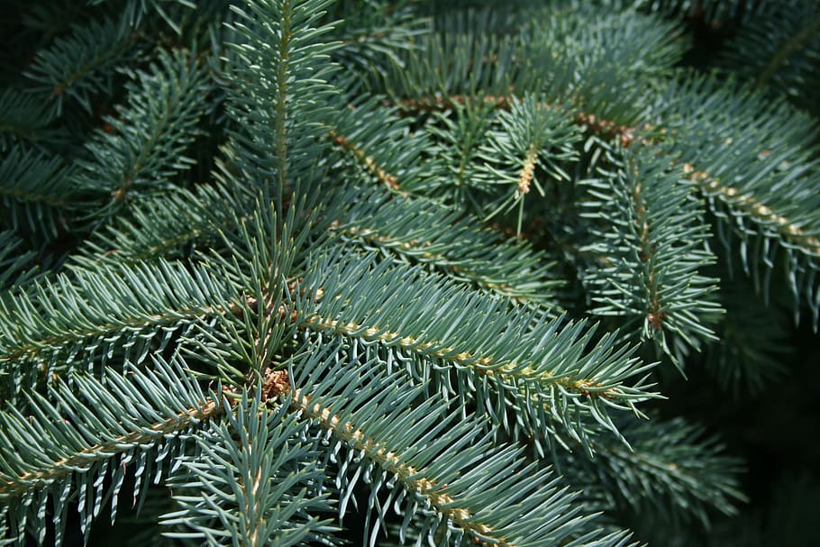 pine, winter, tree, needle, christmas, plant, growth, green color HD wallpaper