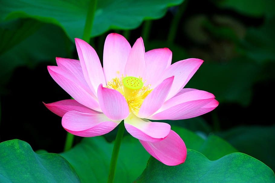 lotus, in full bloom, flower, flowering plant, petal, beauty in nature HD wallpaper