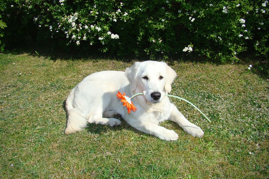 dog, flower, spring, cute, youngster, golden retriewer, domestic HD wallpaper