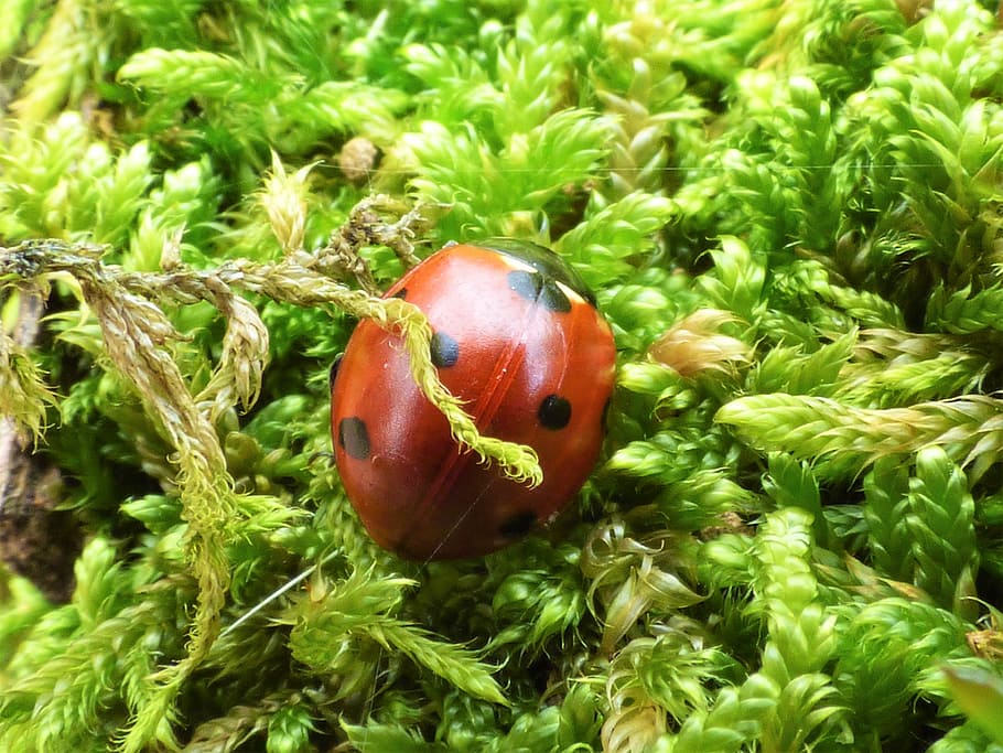 Ladybug, Autumn, Forest, Moss, Nature, leaves, light, trees HD wallpaper