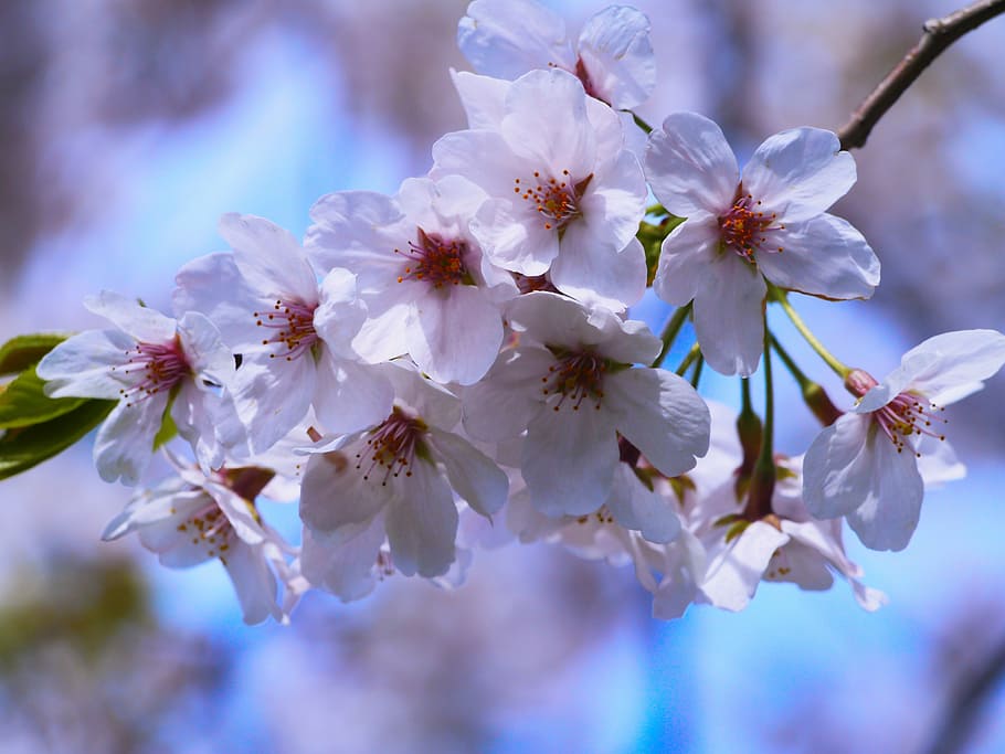 cherry, cherry blossoms, pink, green, leaf, karen, cute, cool HD wallpaper