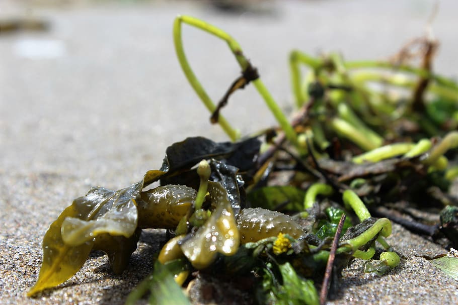 beach, sand, seaweed, food, nature, close-up, food and drink HD wallpaper
