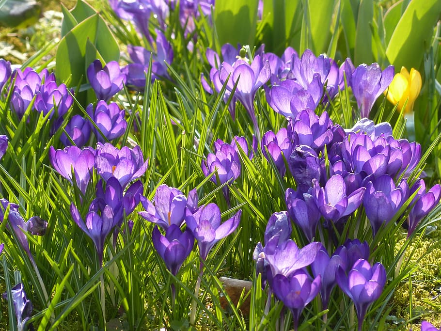 crocus, yellow, purple, violet, blue, bloom, blossom, plant HD wallpaper