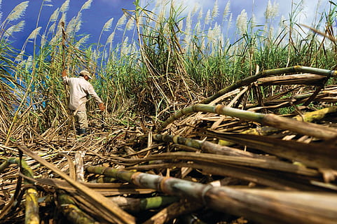 man standing in corn field during daytime, cane, sugar, plant HD wallpaper
