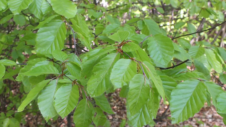 trunk, tree, forest, nature, the bark, konary, plant part, leaf HD wallpaper