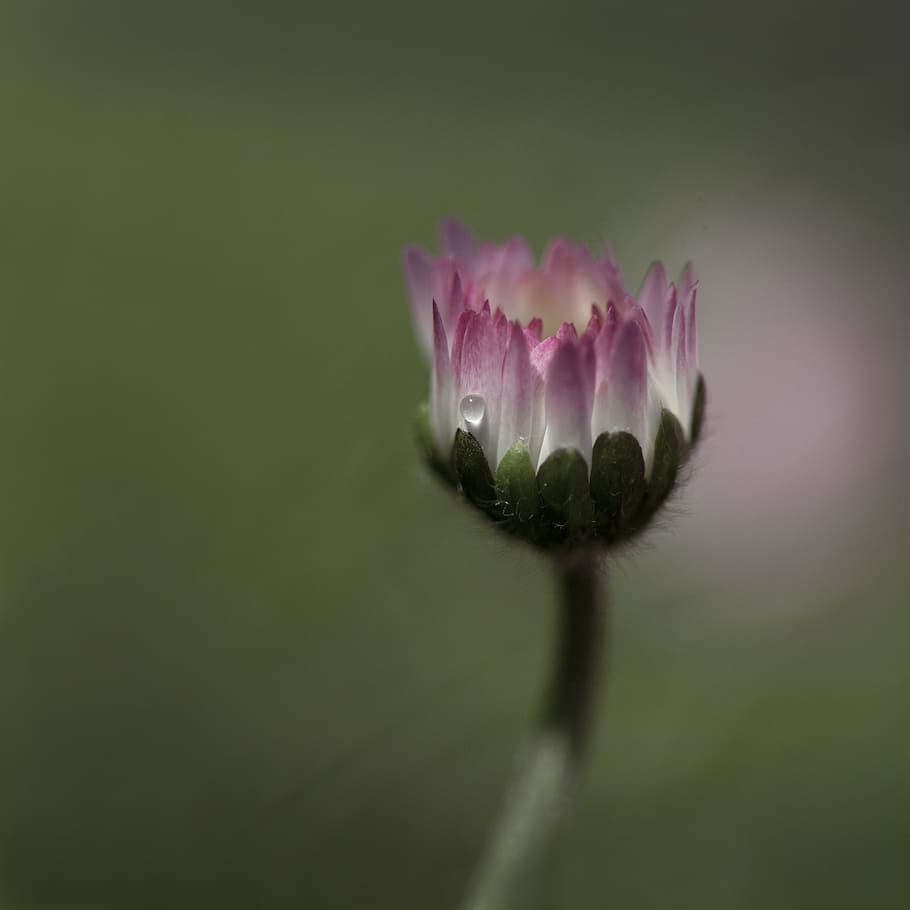 madelief, drop, pink, flower, garden, weeds, water, bloom, rain HD wallpaper