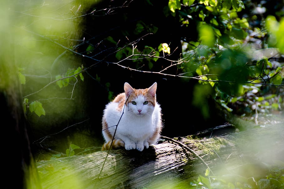 orange tabby cat on wood log, forest, kitten, nature, curious HD wallpaper