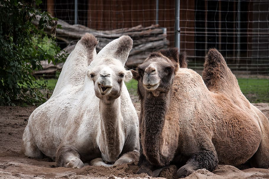 camels, desert, hump, animal, group of animals, animal themes HD wallpaper